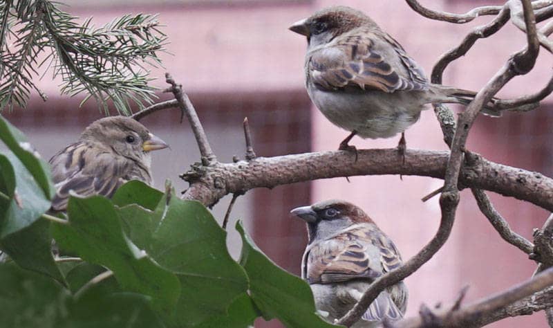 The Ulm Sparrow